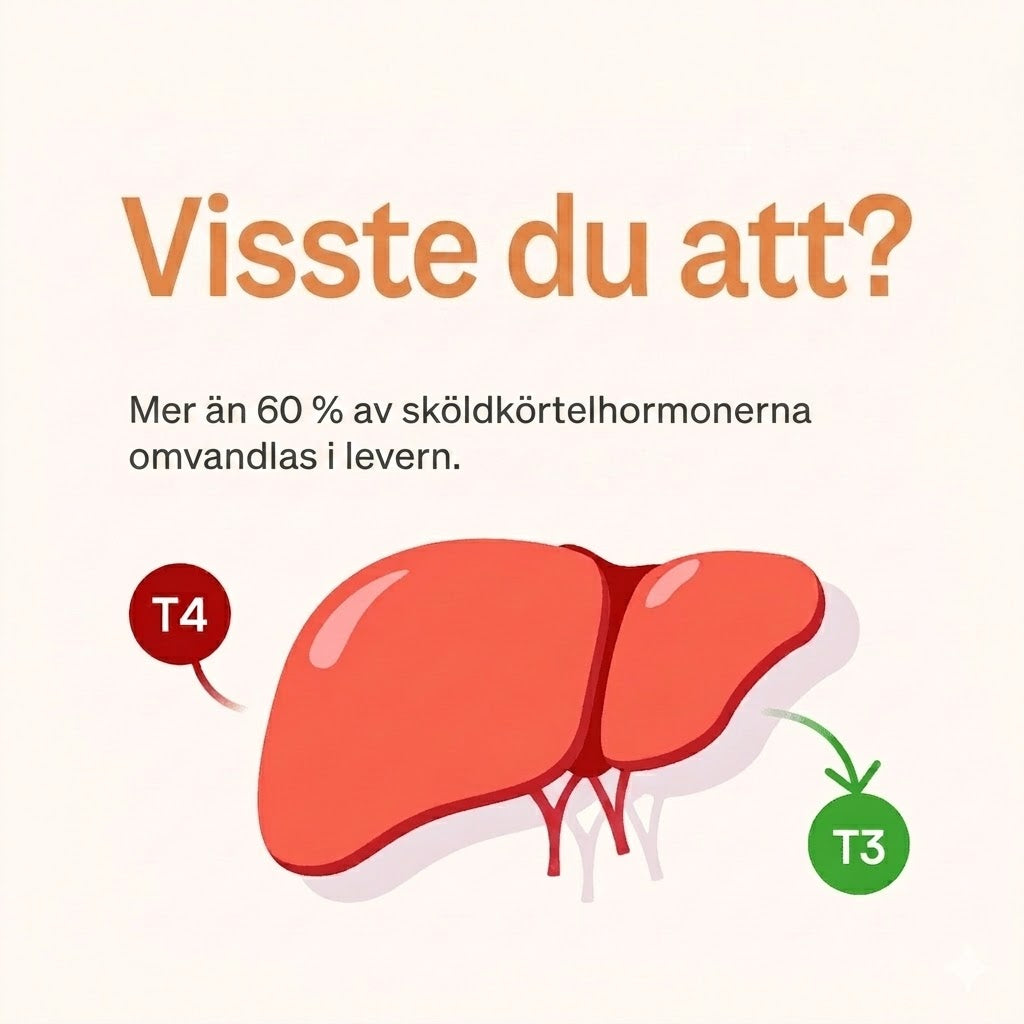 THYROVIVA™ | Komplext stöd för sköldkörtelns normala funktion